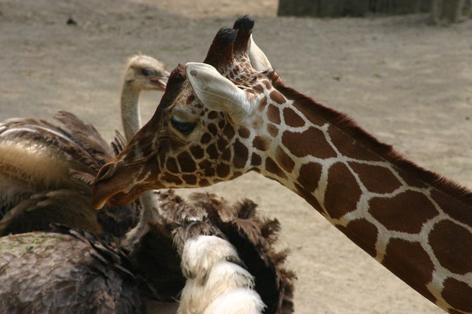 2011040701143234_k-Zoo 009.jpg
